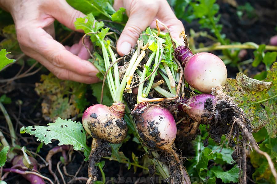 harvested turnips