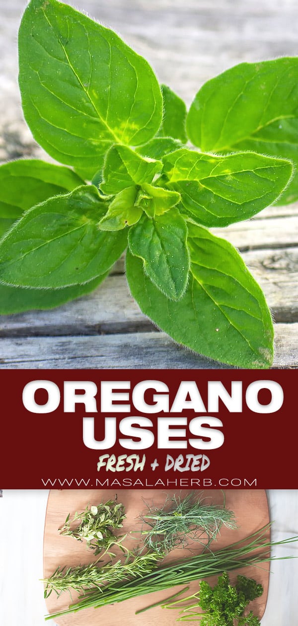 oregano uses and recipes pin