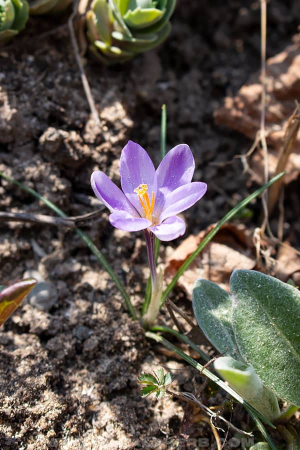 Spring crocus flower, not saffron