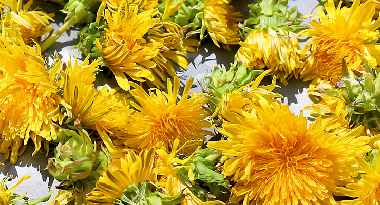 dry dandelion