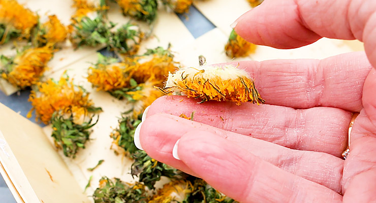 remove stem from dandelion head