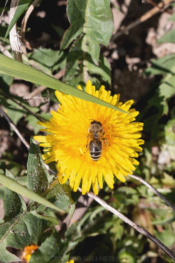 dandelion flower with bee in the field