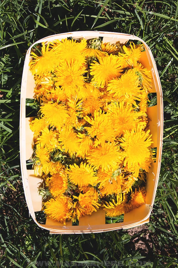 collect dandelions in a basket