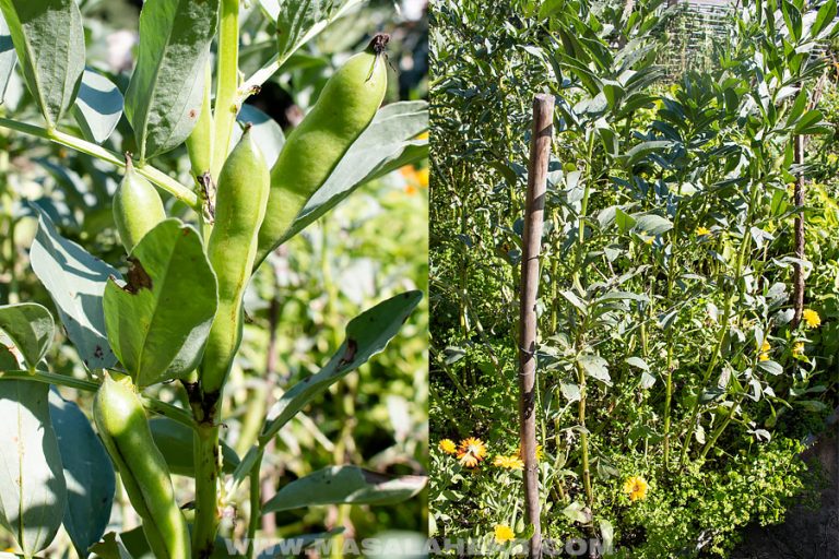 Fava Beans How to prep, cook and store them