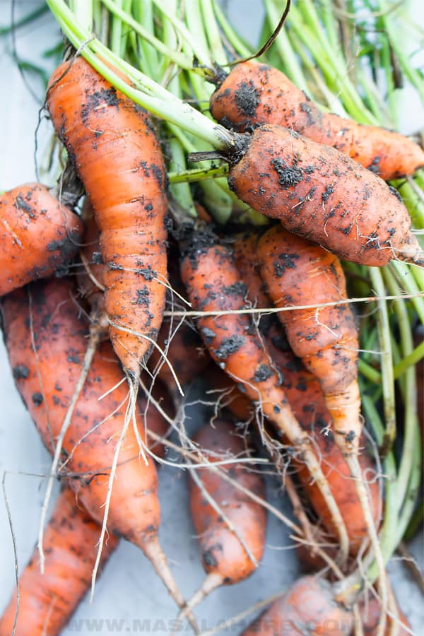 freshly harvested carrots