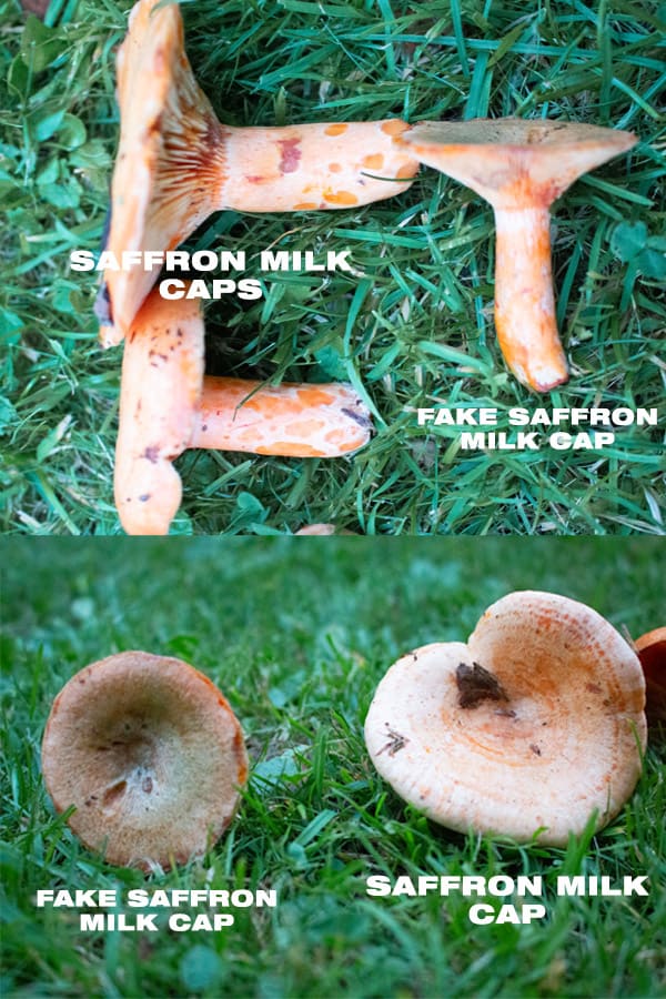 saffron milk caps vs fake saffron milk caps