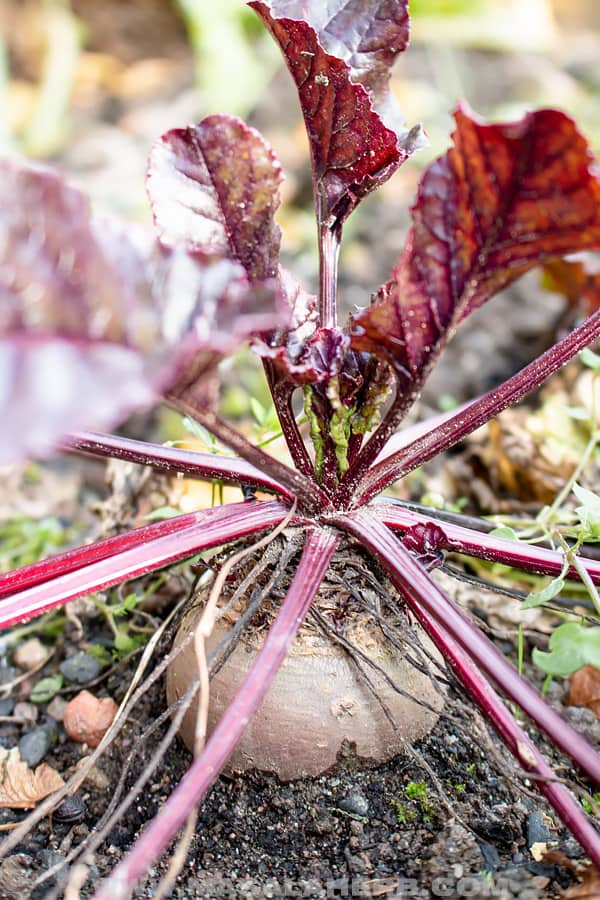 beet in the garden