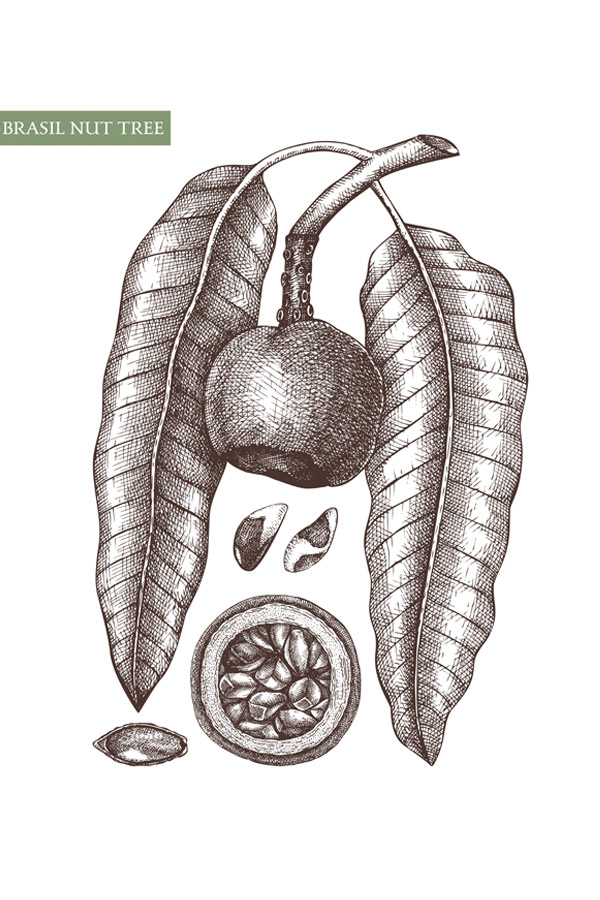 botanical image of brazil nut