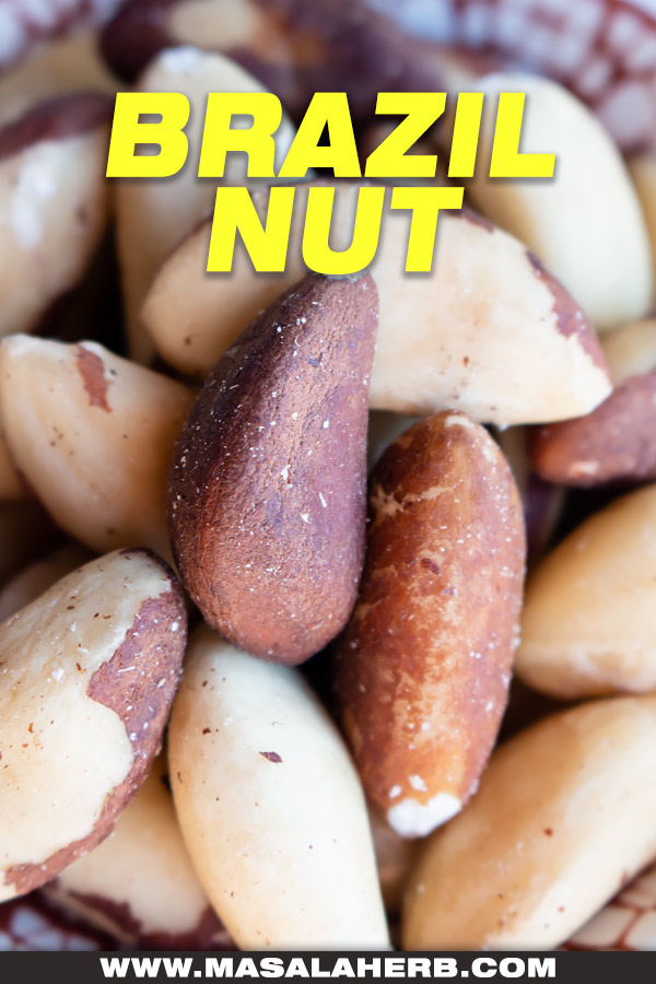 brazil nut close up
