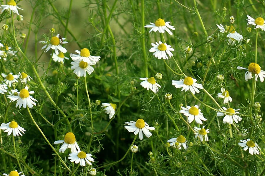 chamomile flower plants