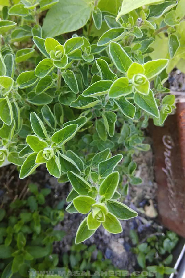 oregano herbal garden