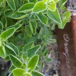 oregano leaves close up
