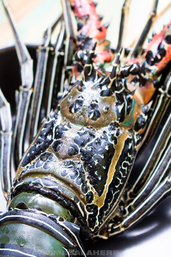 close up of rock lobster