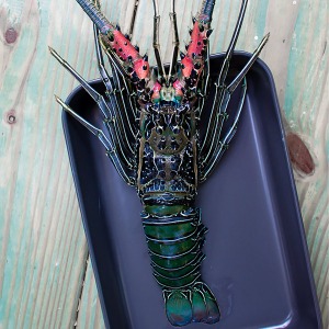 spiny lobster top down view