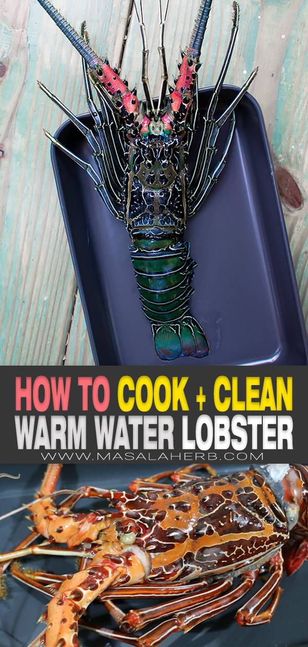 how to cook warm water lobster pin image