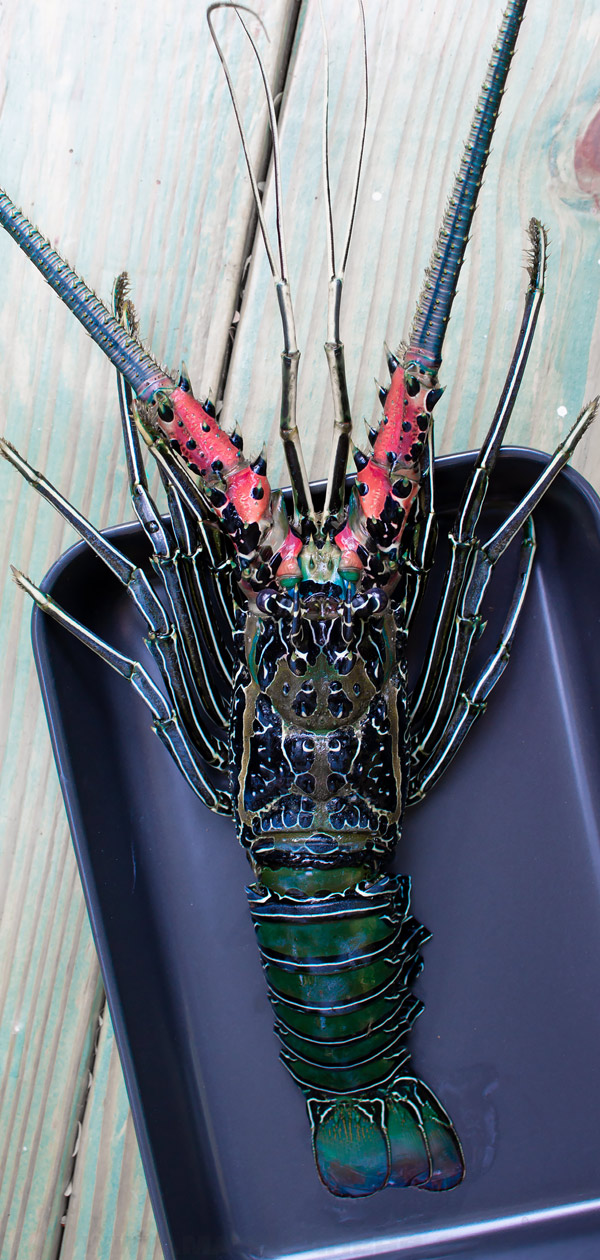 How to cook warm water Lobster