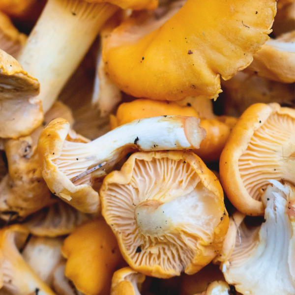 12 BEST Chanterelle Mushroom Recipes