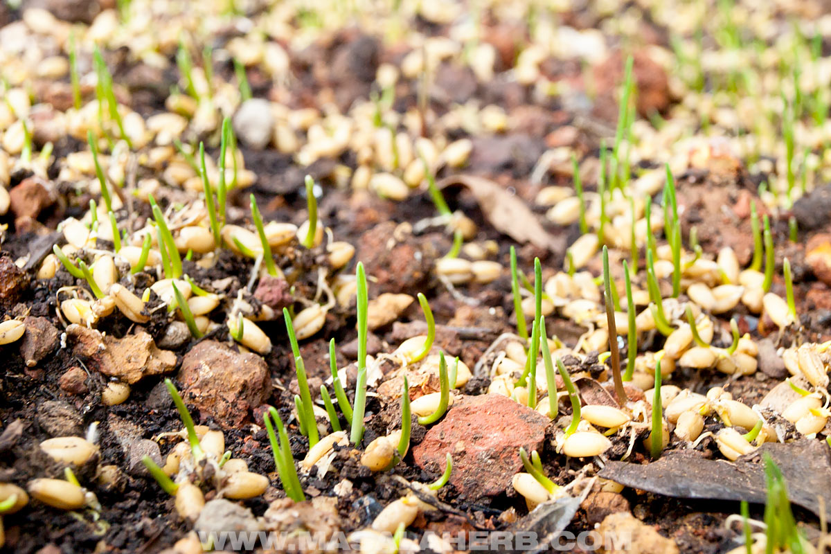 growing wheatgrass on the ground