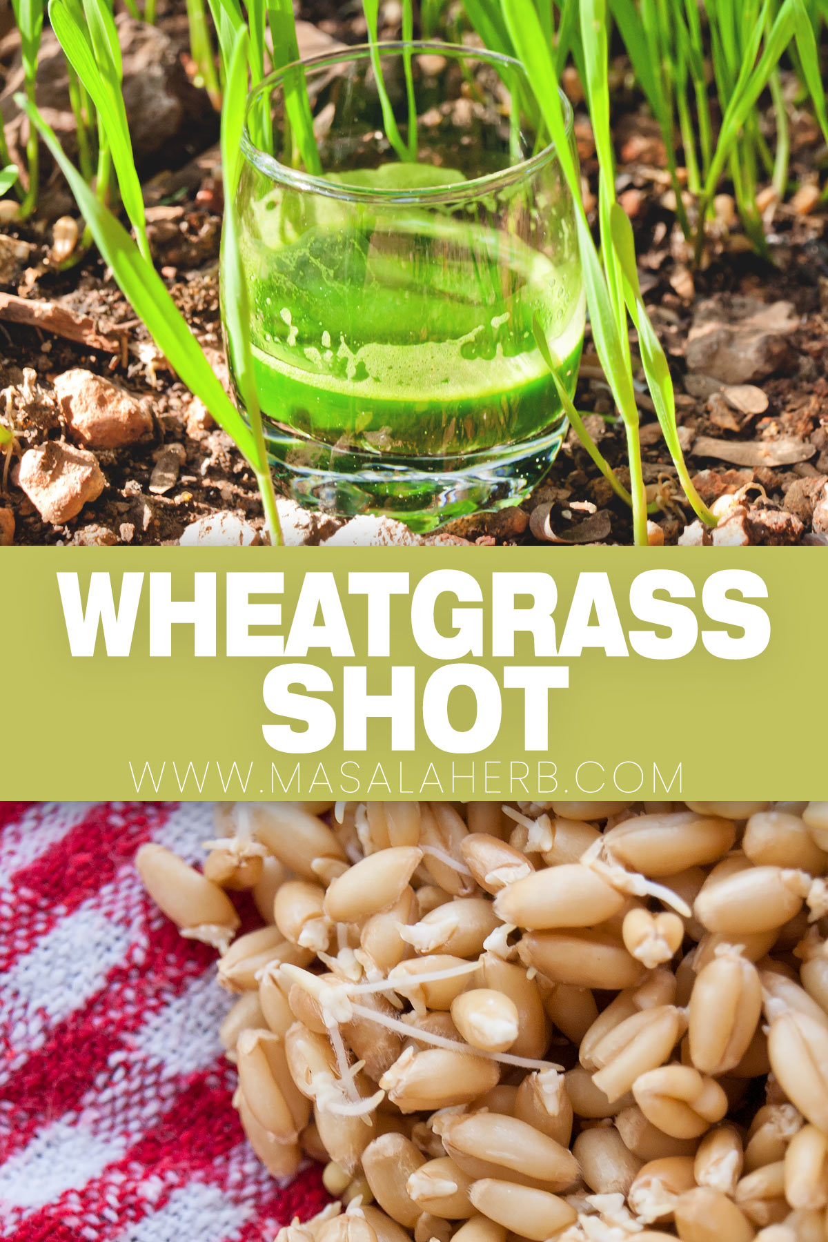 Fresh Wheatgrass Shot Recipe pin picture