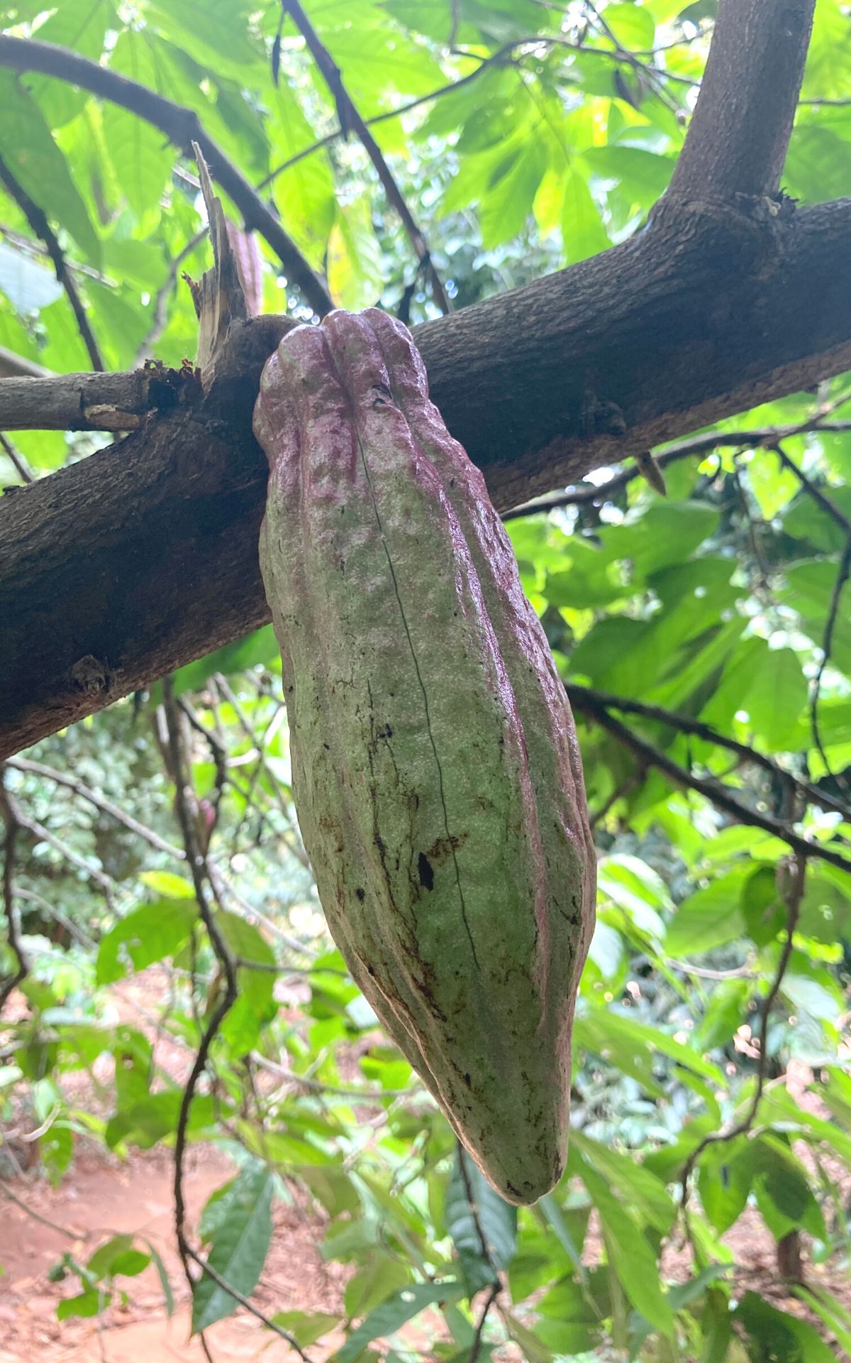 Cacao/Cocoa Fruit