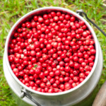 Lingonberries