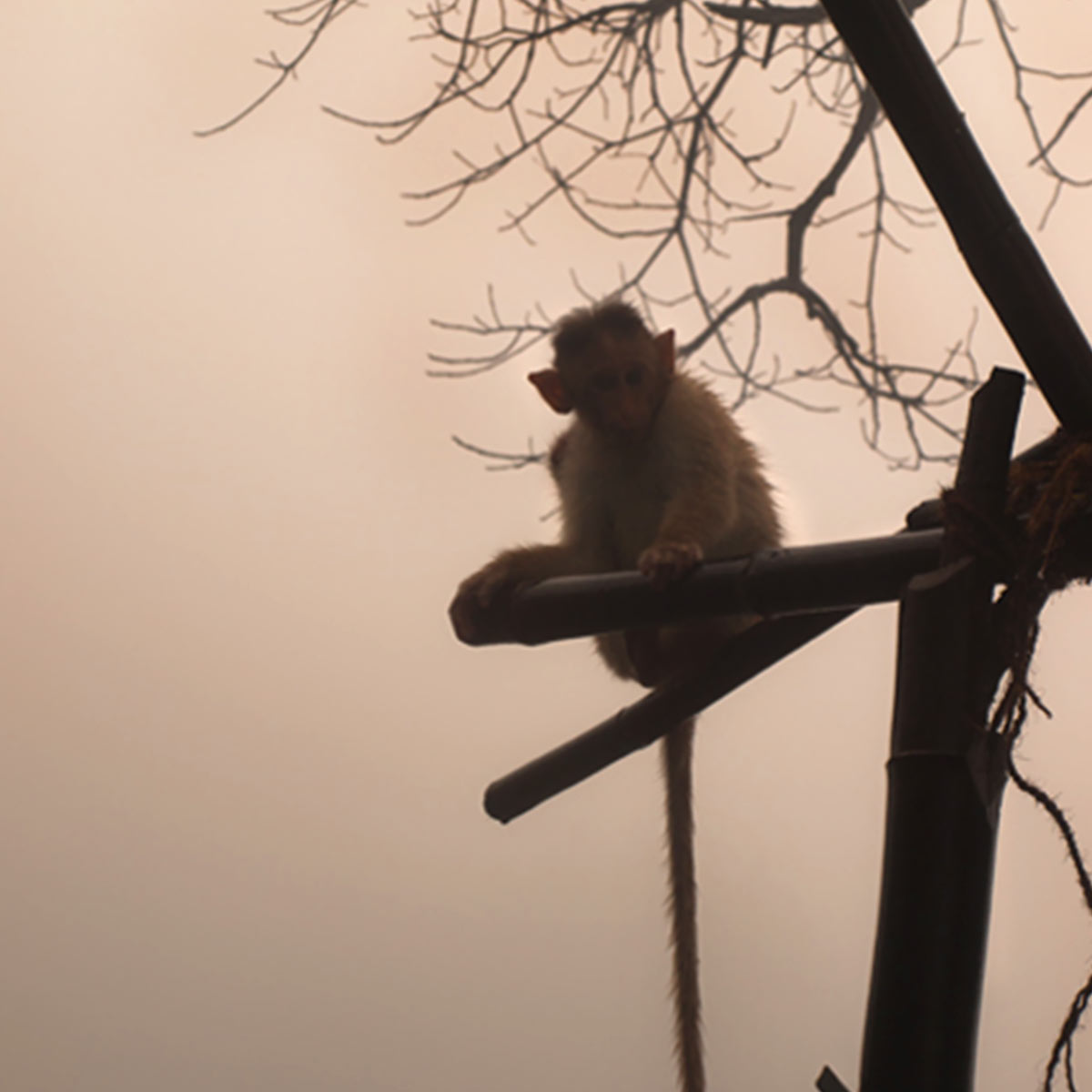 Amboli maharashtra monkey sitting with fog in the background