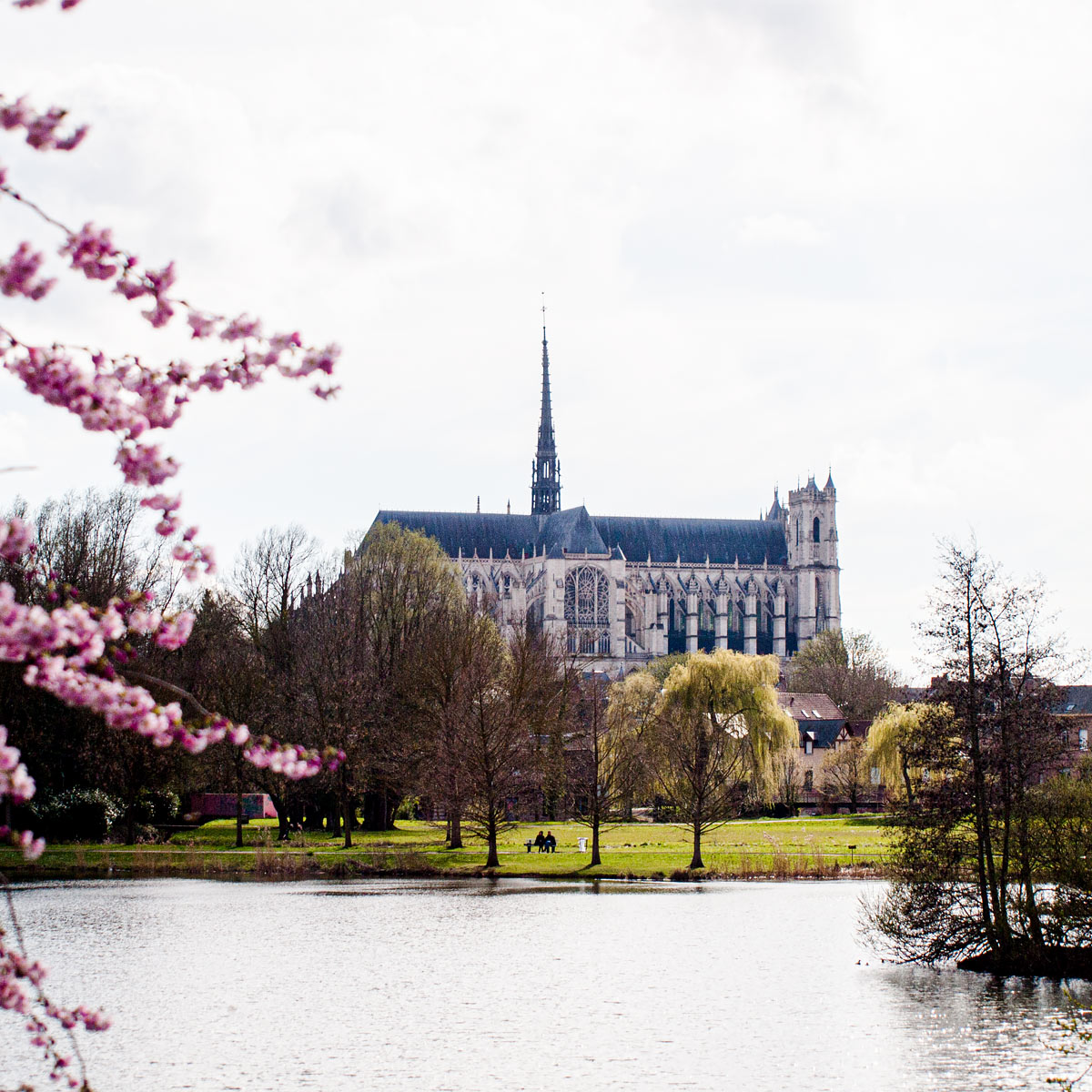 Amiens Cathedral with spring bloom