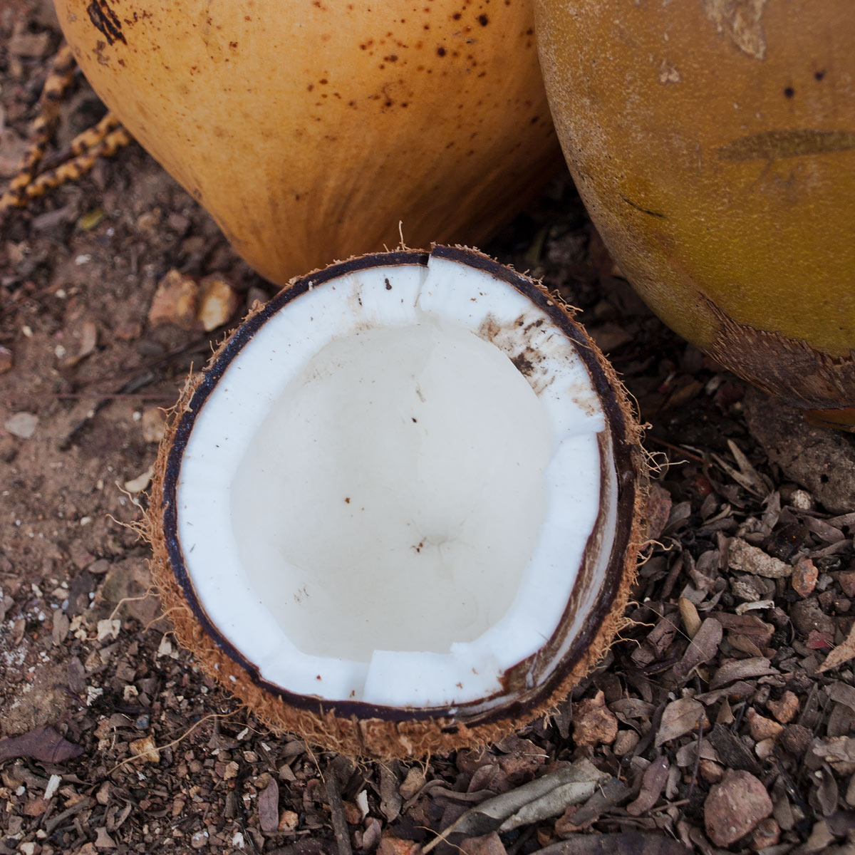 Coconut cracked open