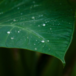 Elephant ear plant, taro leaves, Colocasia leaves