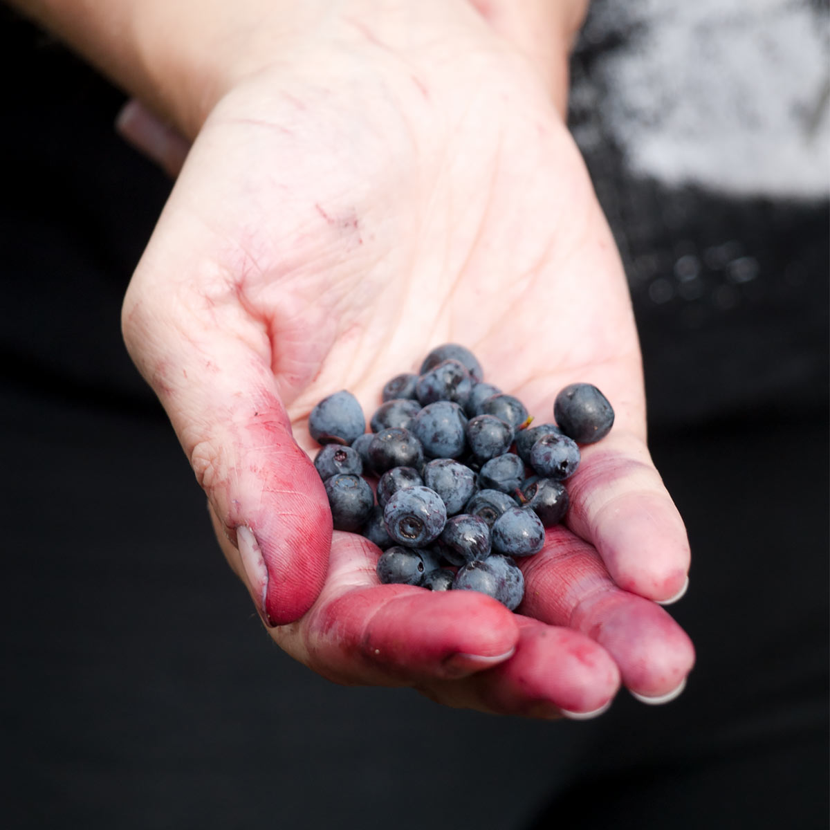 Wild Bilberries in a hand (European Blueberries)