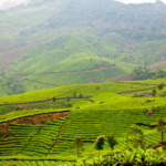 Munnar tea fields