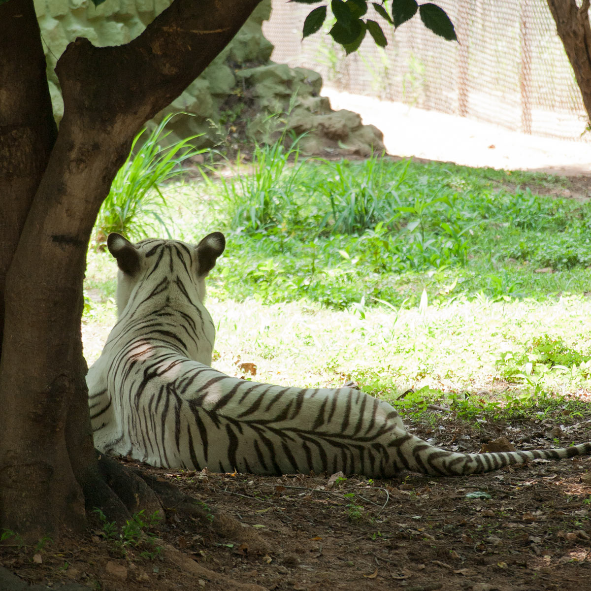 White Tiger in the Mysore Zoo