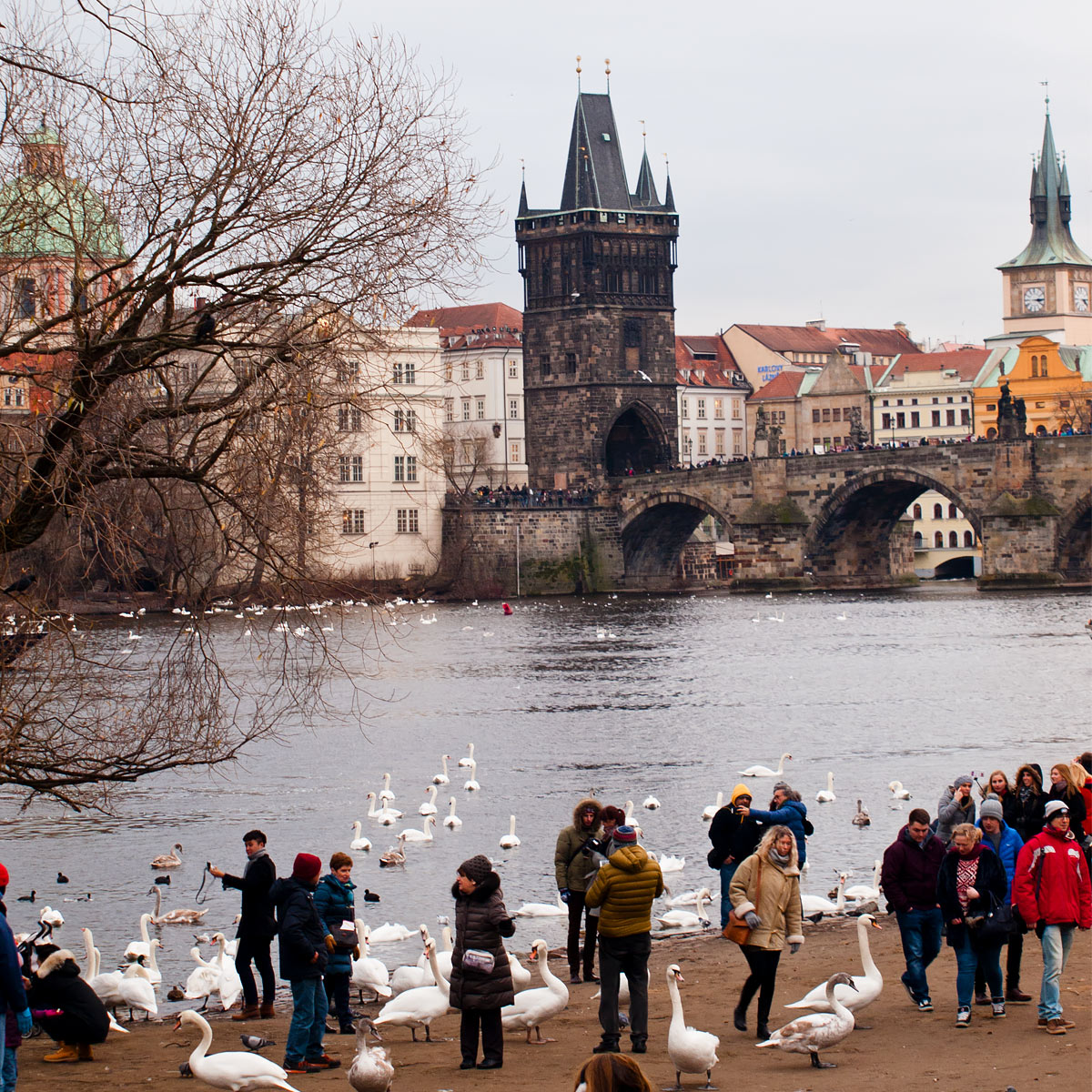 Prague Charles bridge with swans at the river