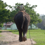 Man riding an elephant casually