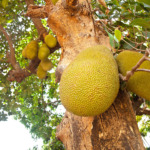 Large Jackfruits growing on a Jackfruit tree