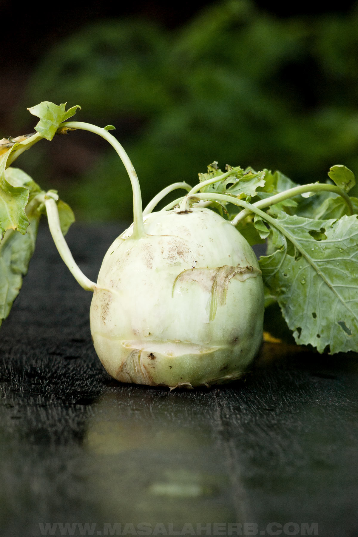 Raw whole Kohlrabi Bulb with Stems and Leaves
