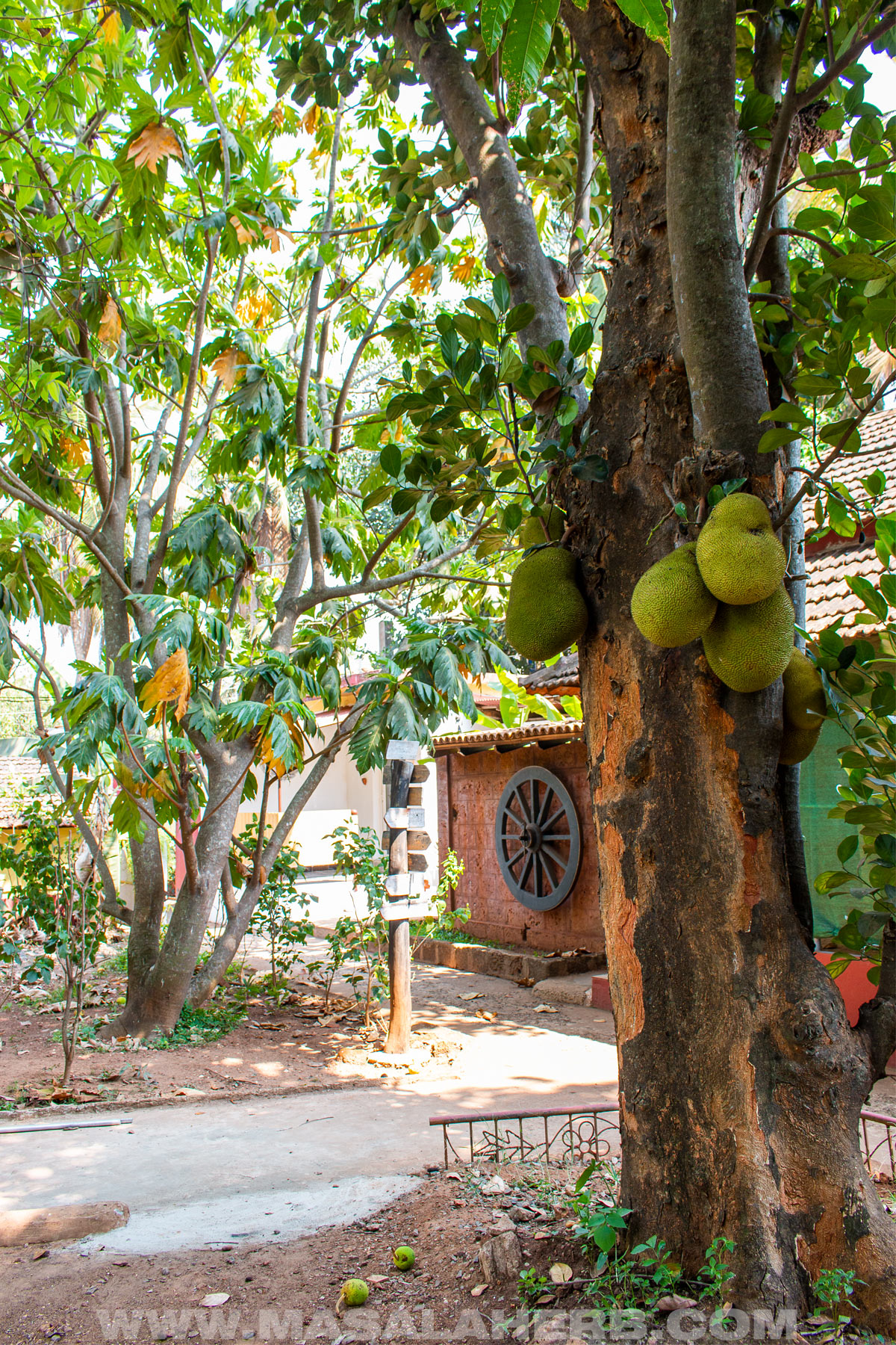 Jackfruit tree on the right, breadfruit tree on the left in our garden in Goa