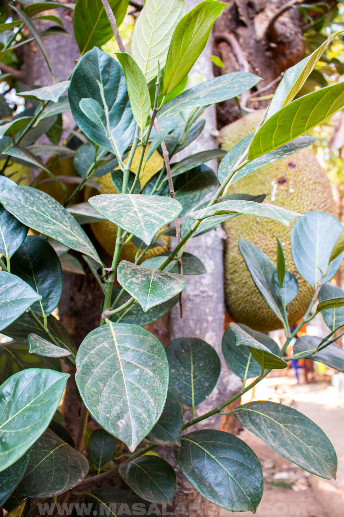 Jackfruit leaves on the tree