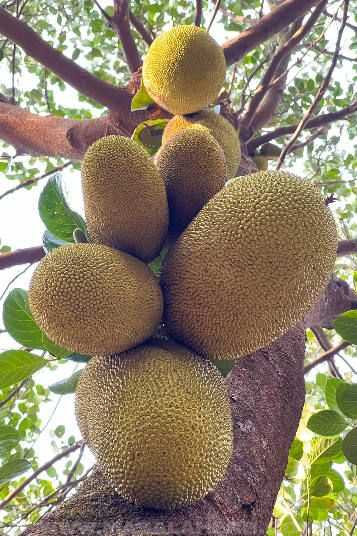 A bunch of breadfruit growing together on a tree