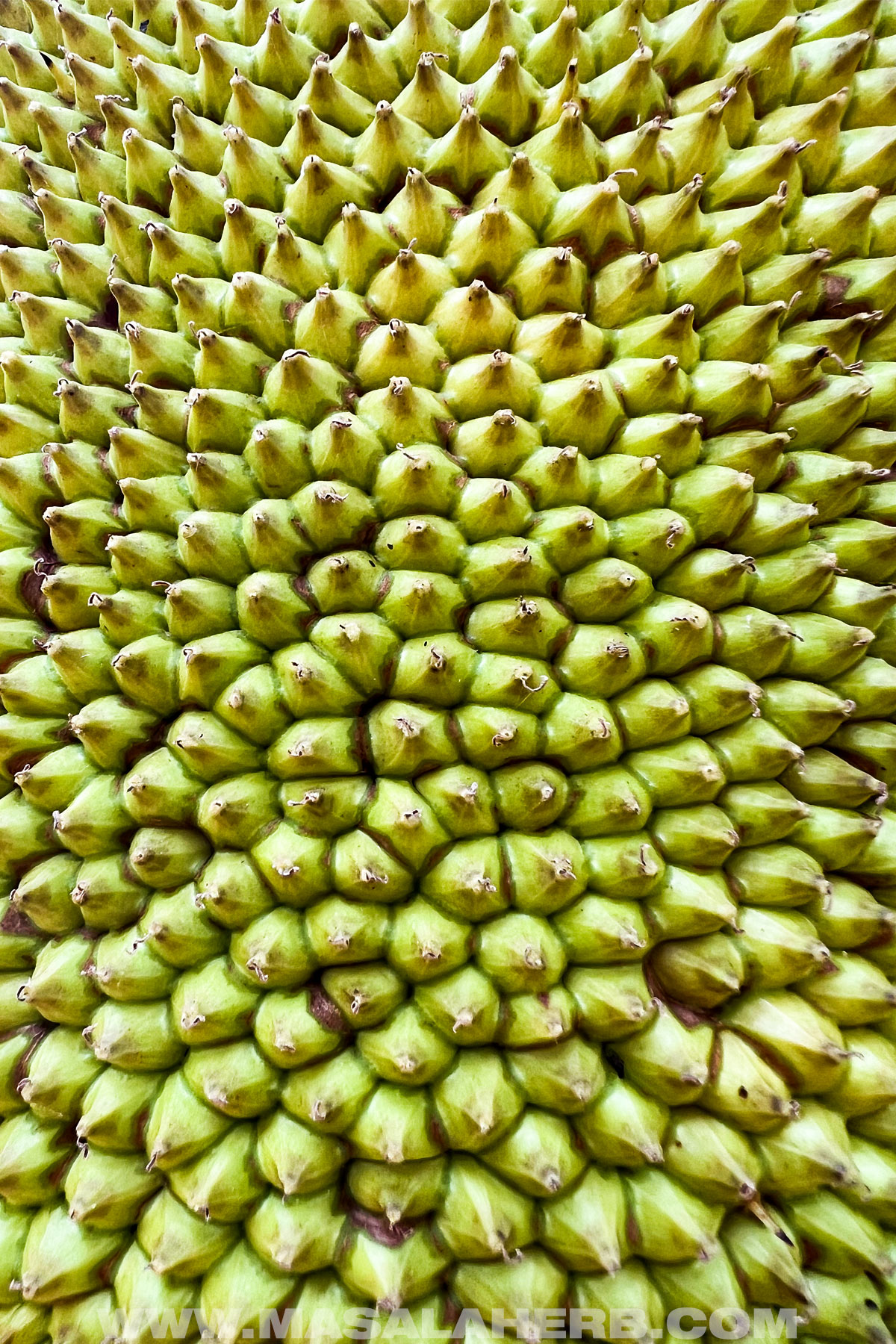 Close up jackfruit
