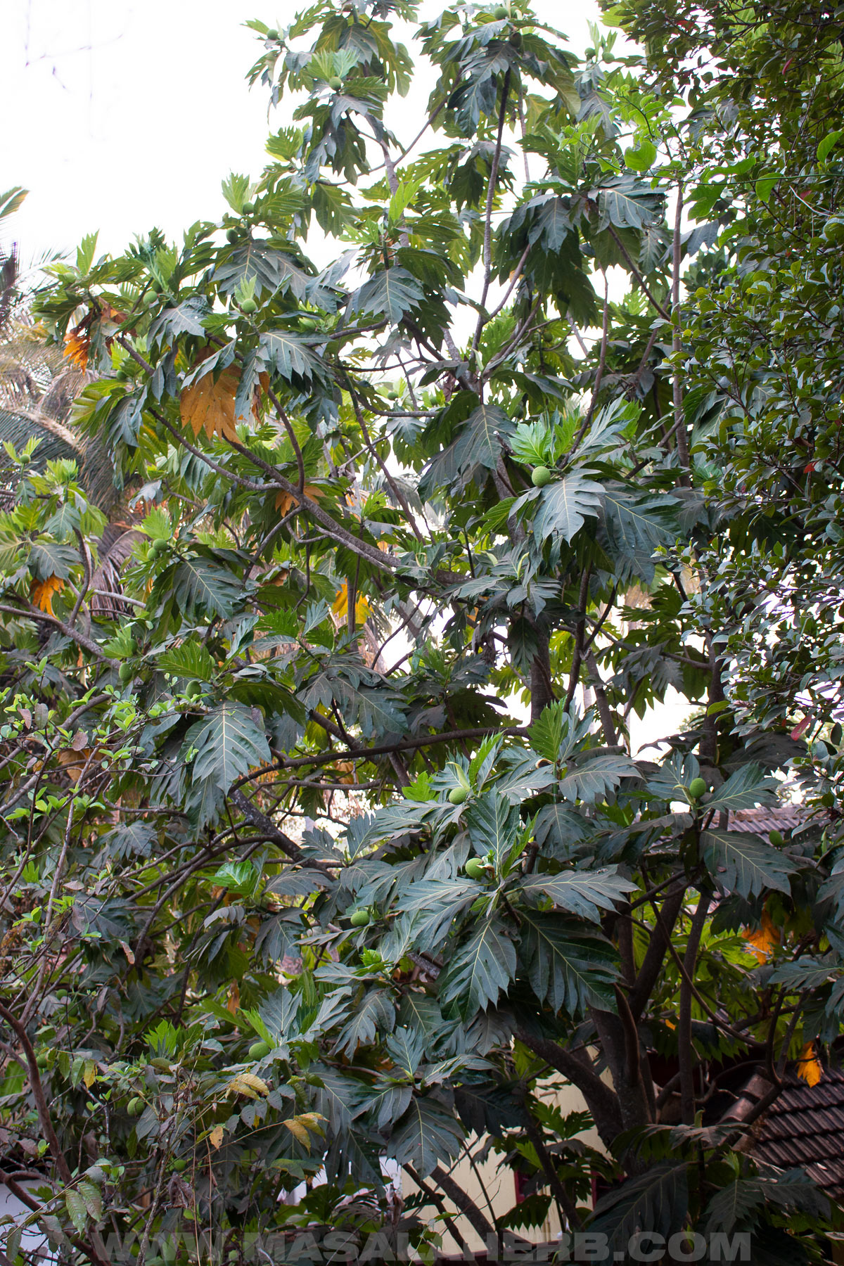 Breadfruit tree with small breadfruits growing