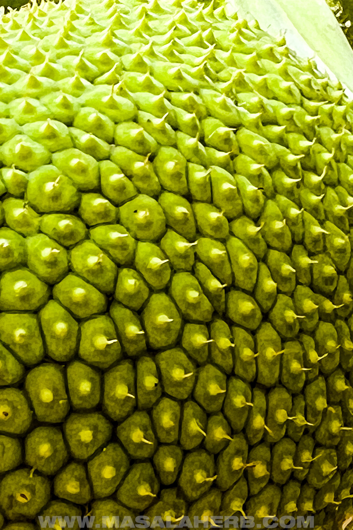 Close up Breadfruit