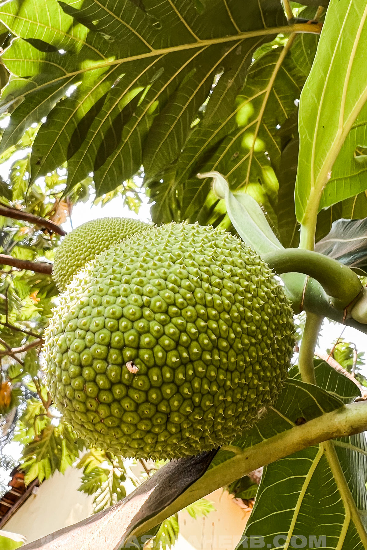 Young Breadfruit on the tree