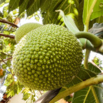 breadfruit young