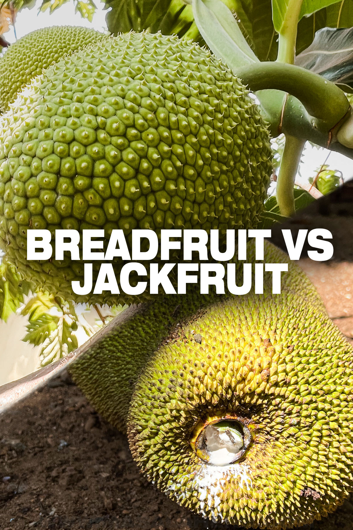 Breadfruit VS Jackfruit: What's the difference? pin picture