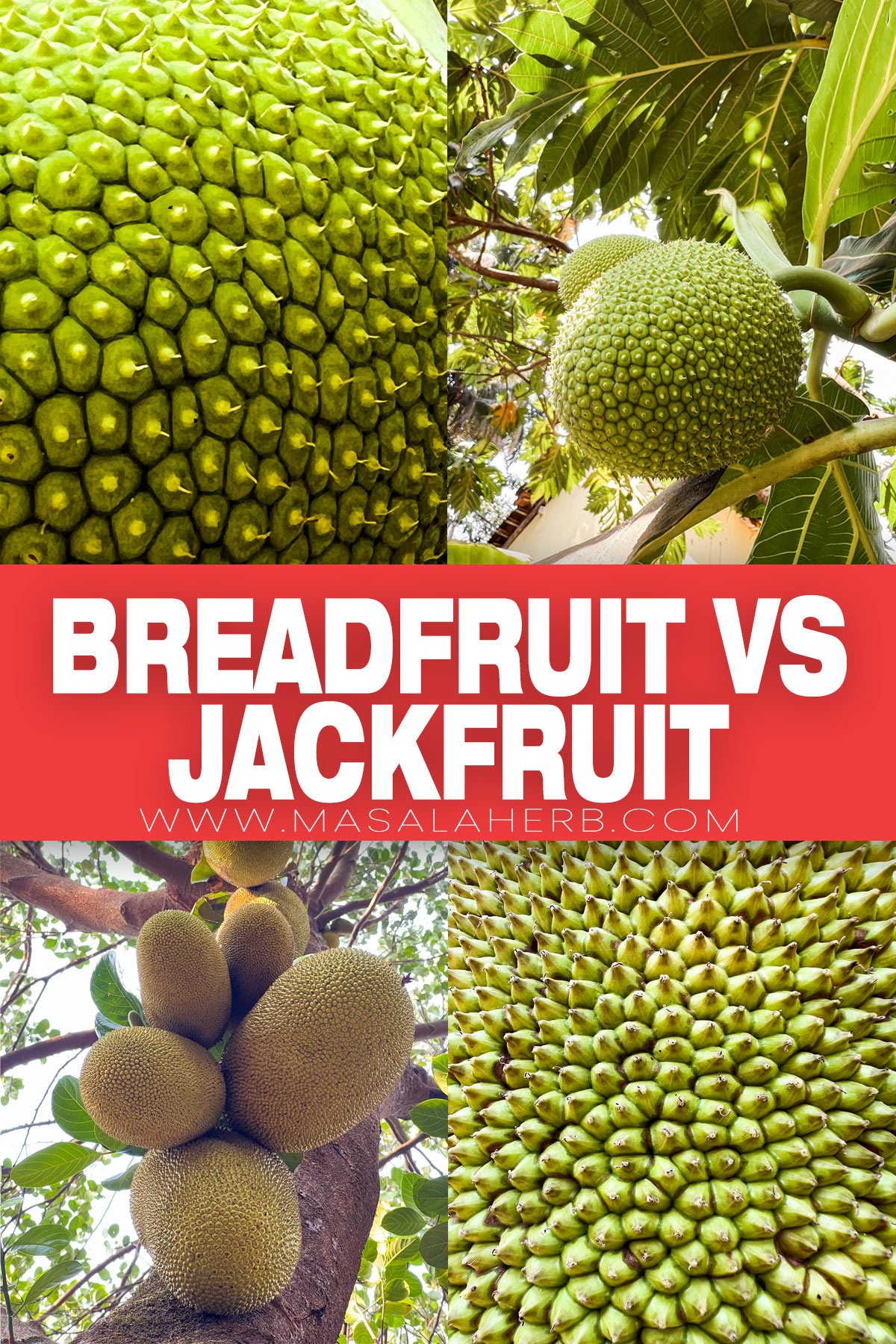 Breadfruit VS Jackfruit: What's the difference? pin image
