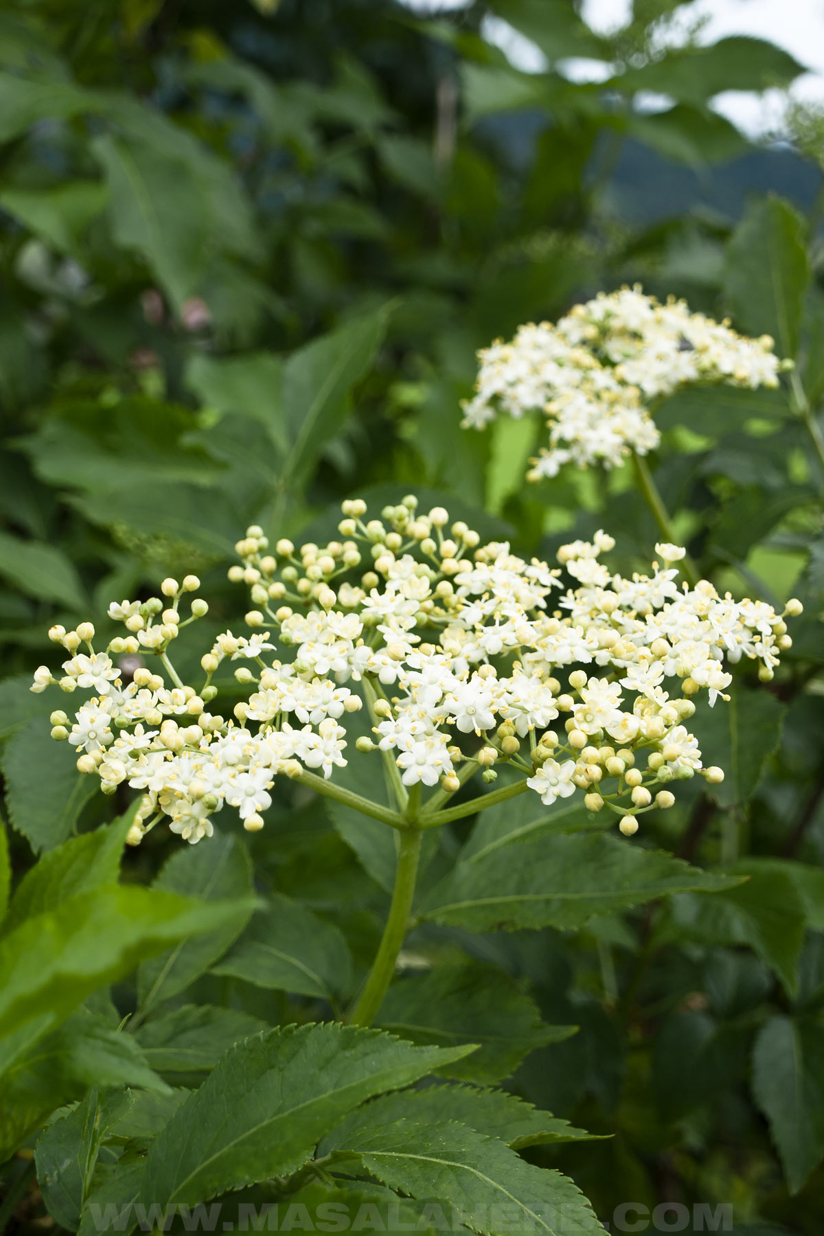 elderflower growing on the shrub