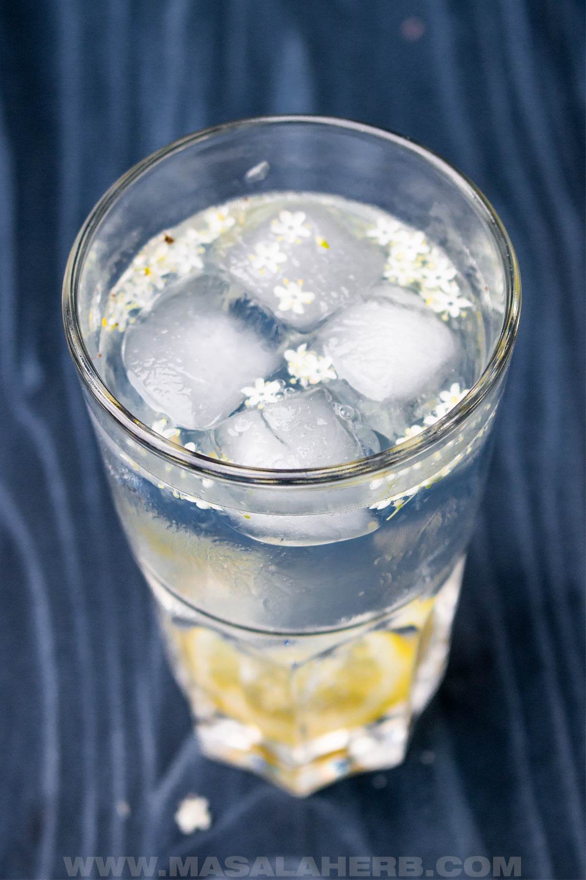gin elderflower cocktail with fresh elderflower blossoms in a glass