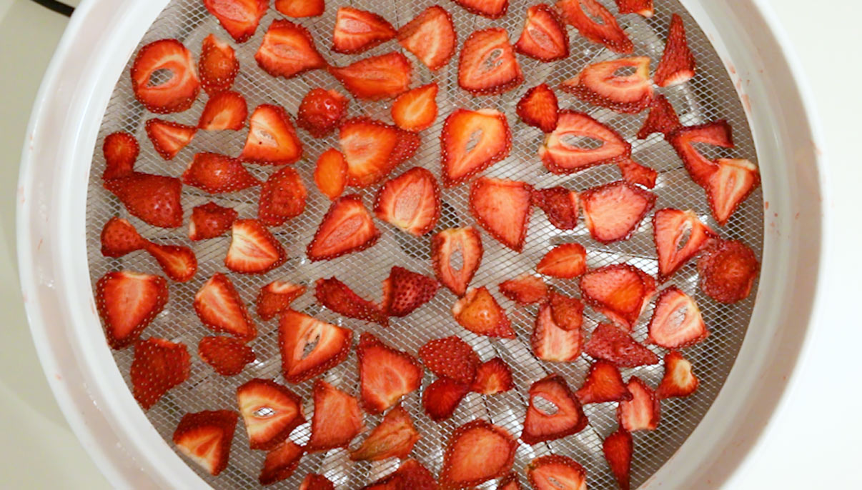 strawberry slices dried in the dehydrator after 4 hours
