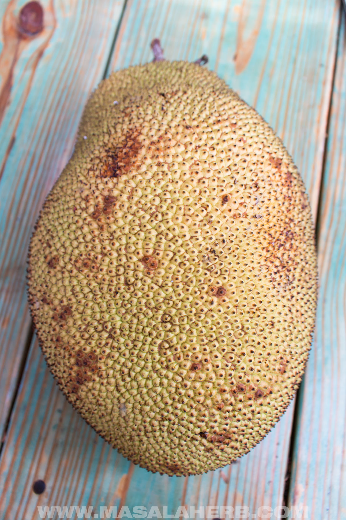 ripe whole medium sized jackfruit